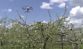 Apple pollination using Toko Ironworks' drone